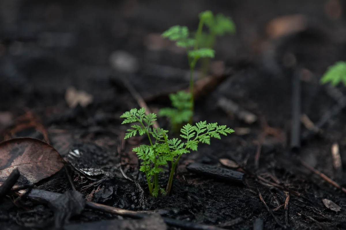 Green Shoot Rising from Charred Ashes