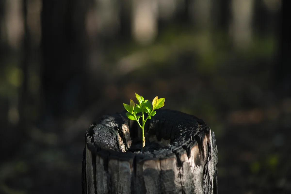 Green Shoot Rising From Charred Stump