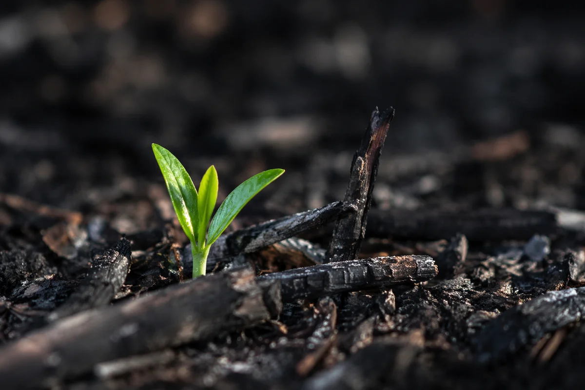 Fresh Green Shoot Rising From Ashes