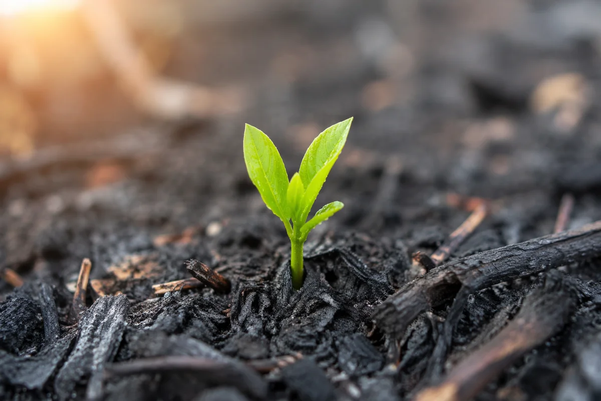 Fresh Green Shoot Rising From Ashes