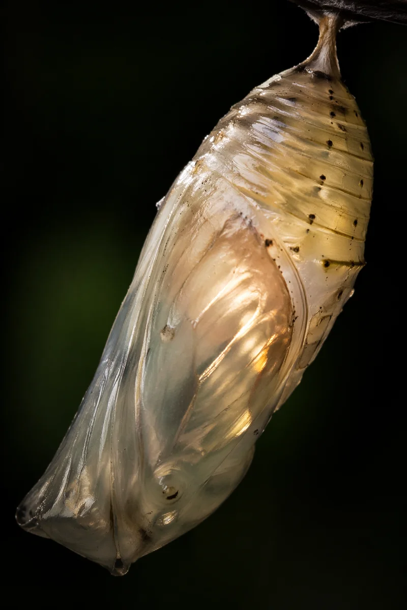 Luminous Butterfly Chrysalis of New Life