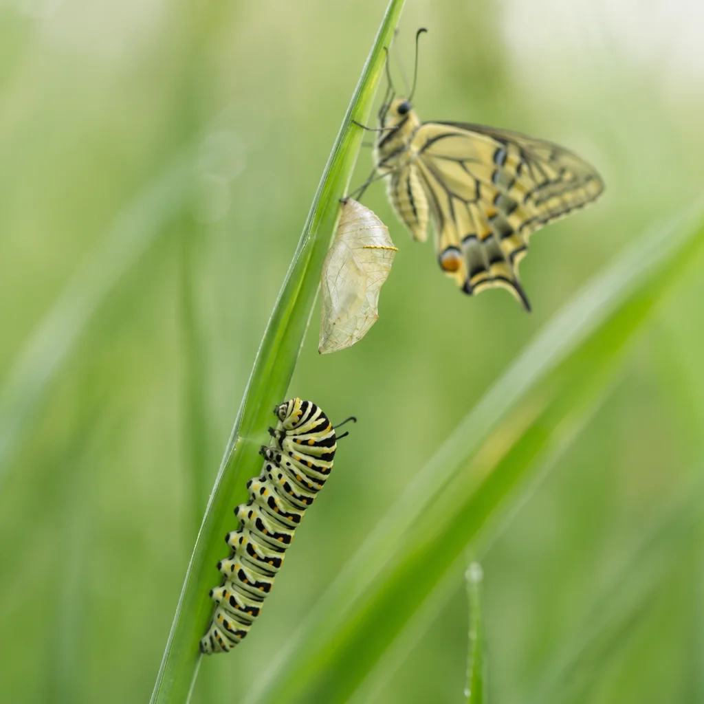 Caterpillar to Butterfly Transformation in Meadow