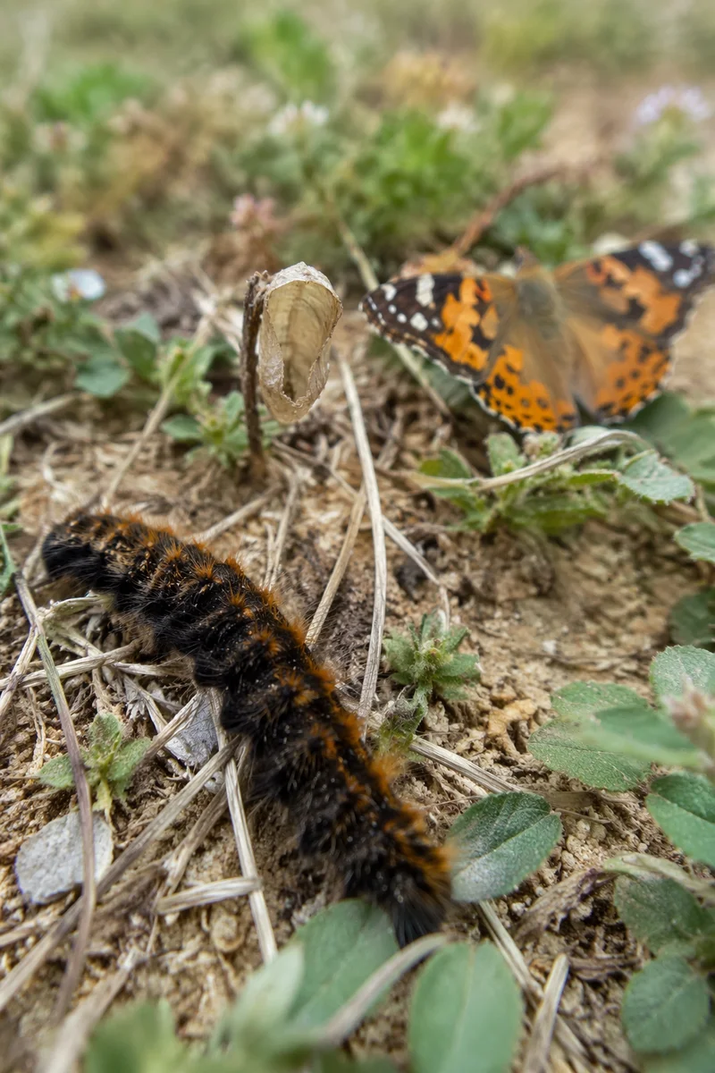 Caterpillar to Butterfly Emotional Transformation