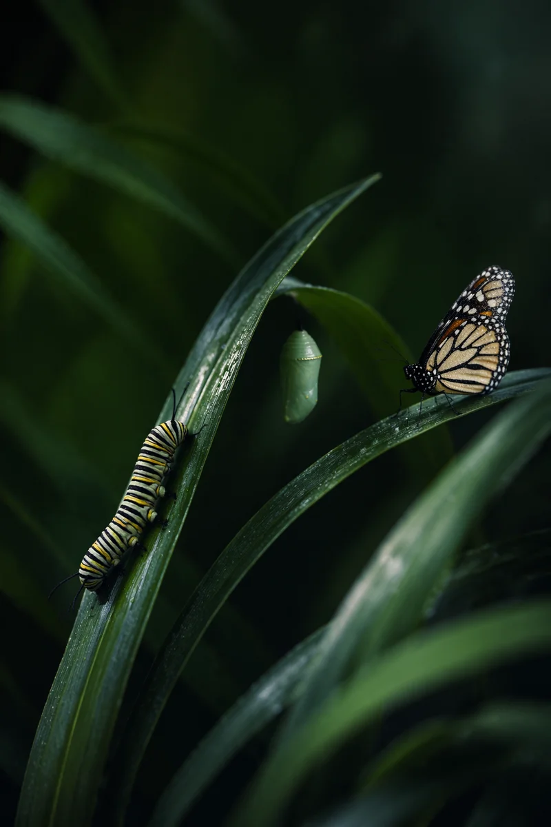Caterpillar Chrysalis Butterfly Renewal Journey