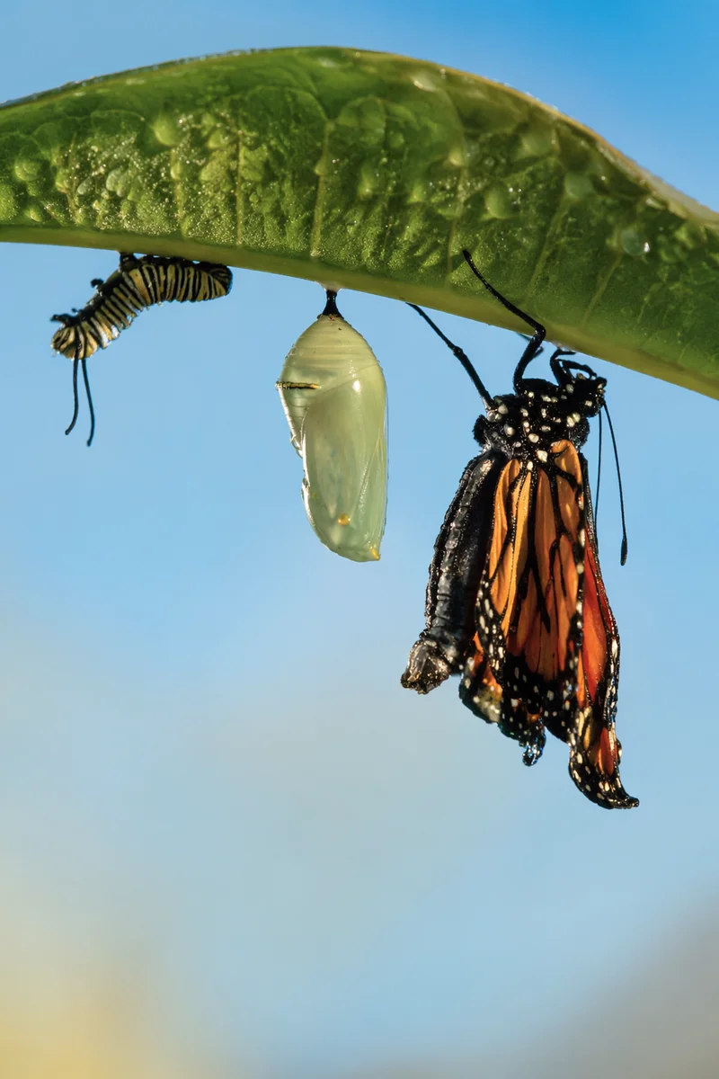 Caterpillar Butterfly Transformation on Dewy Leaf