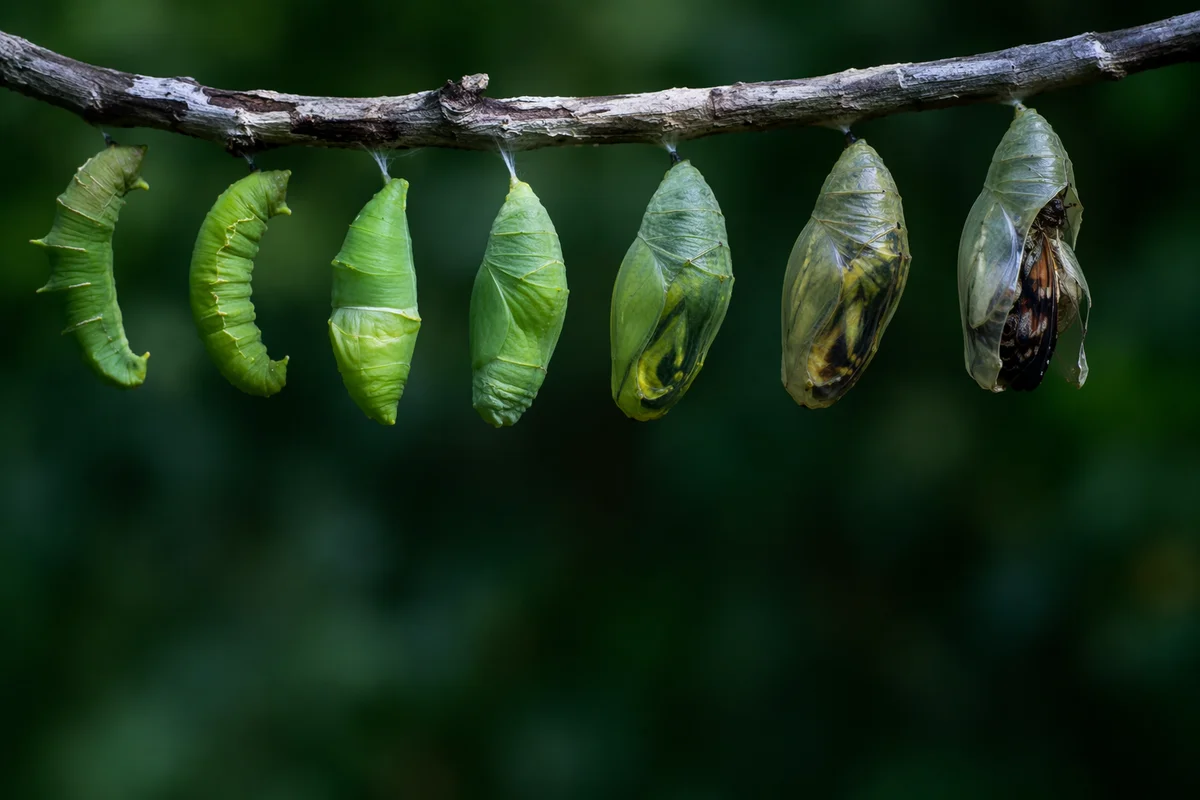 Caterpillar Chrysalis Transformation in Forest Light
