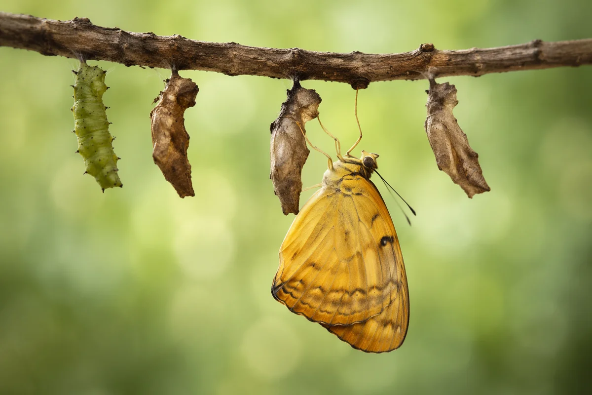 Hopeful Butterfly Metamorphosis on Spring Twig