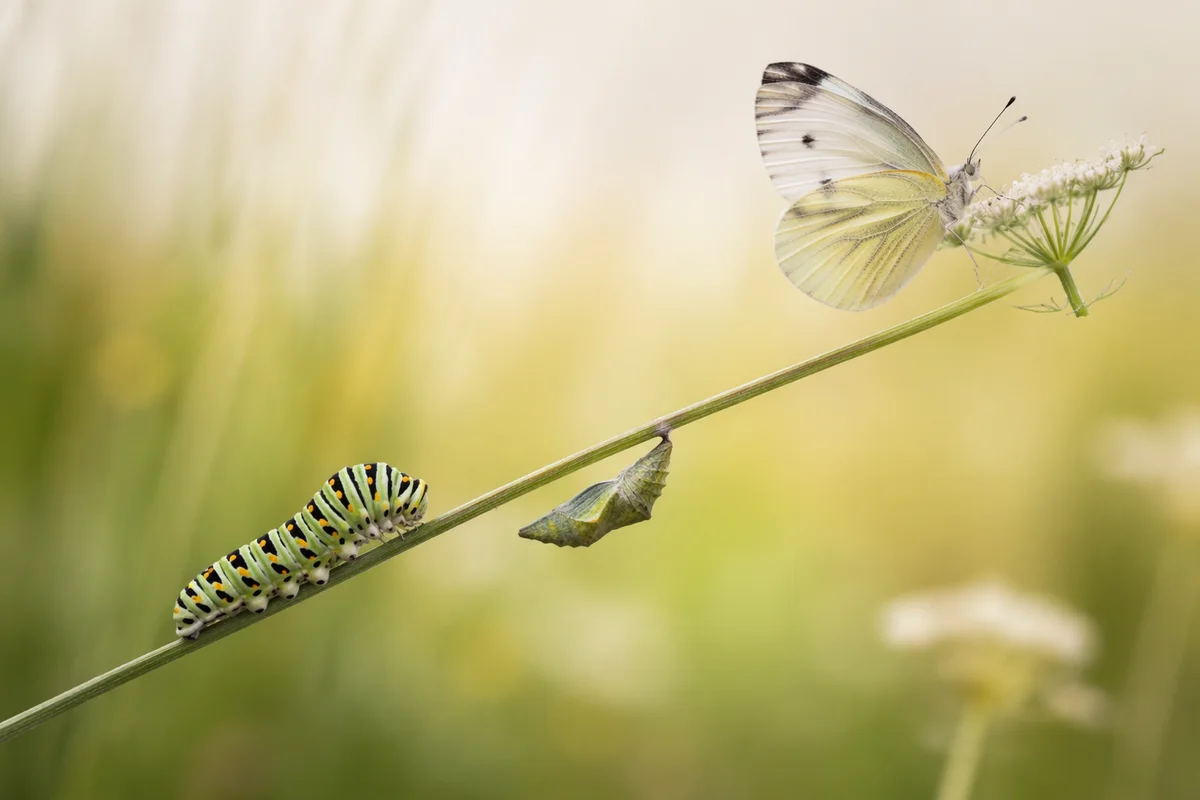 Caterpillar Butterfly Transformation on Wildflower Stem