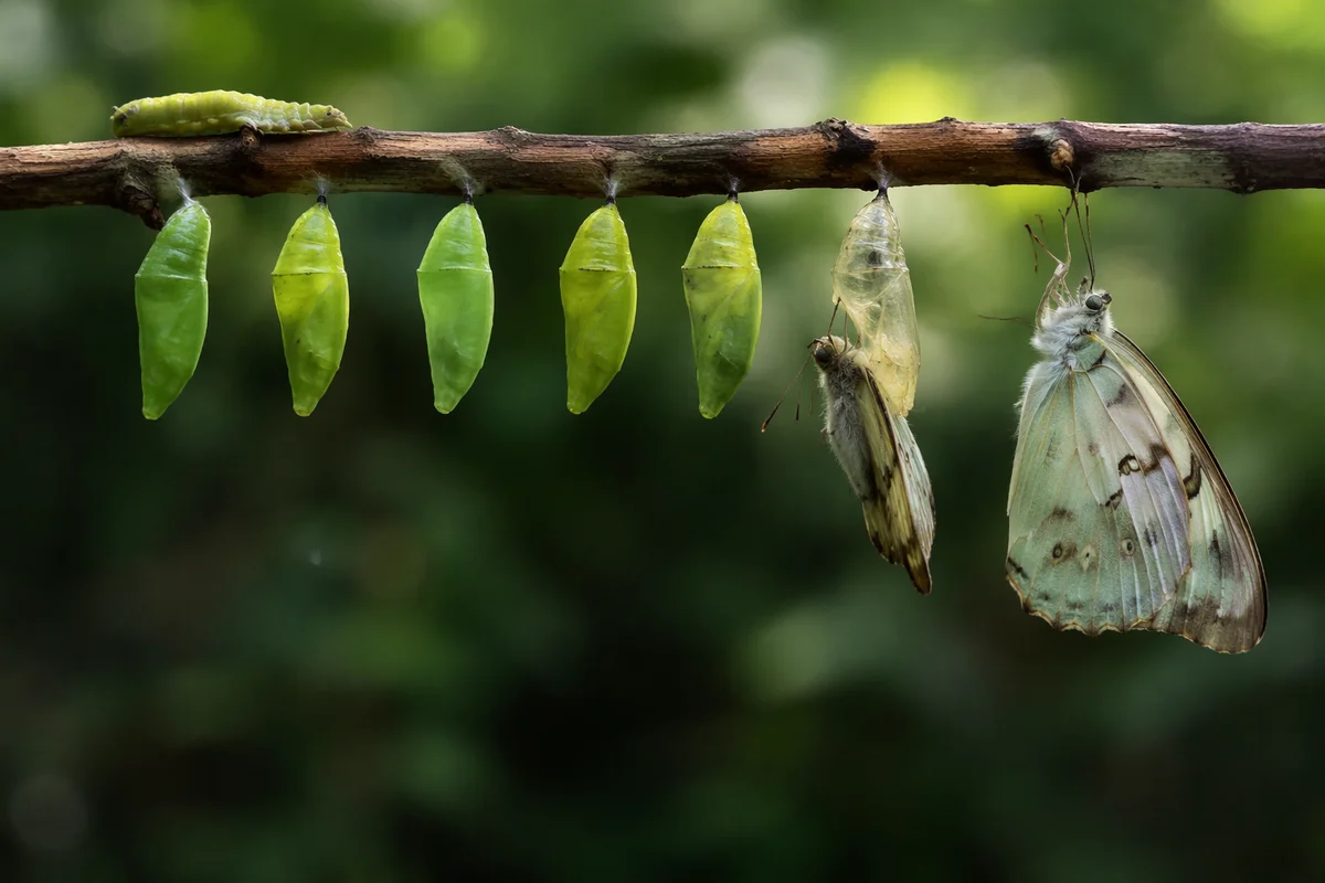 Hopeful Caterpillar to Butterfly Transformation