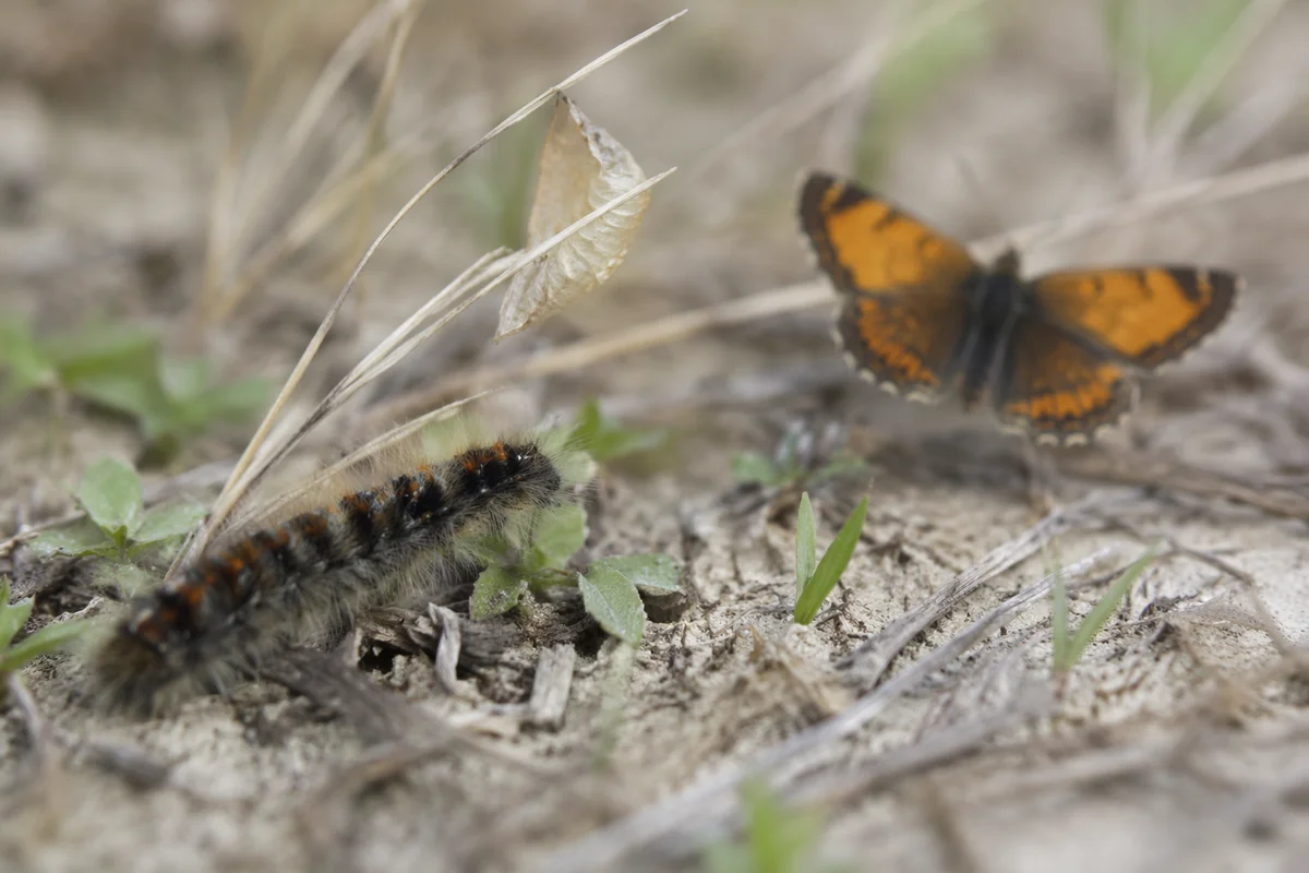Caterpillar Butterfly Transformation in Nature