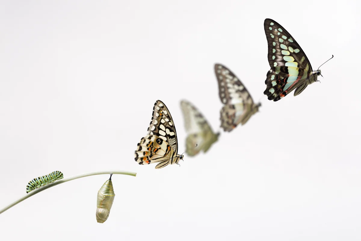 Hopeful Butterfly Transformation on White Background
