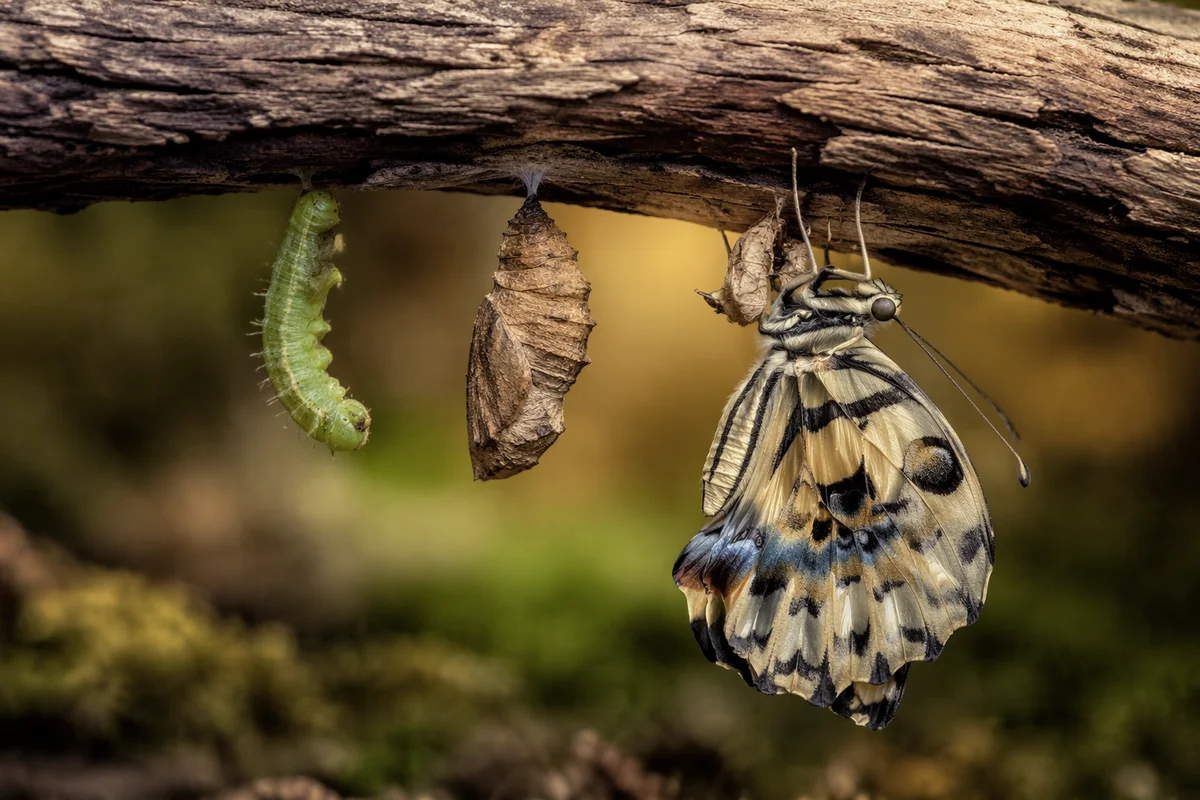 Caterpillar to Butterfly Emotional Renewal