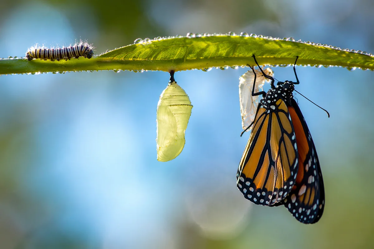 Caterpillar Butterfly Transformation with Hopeful Renewal