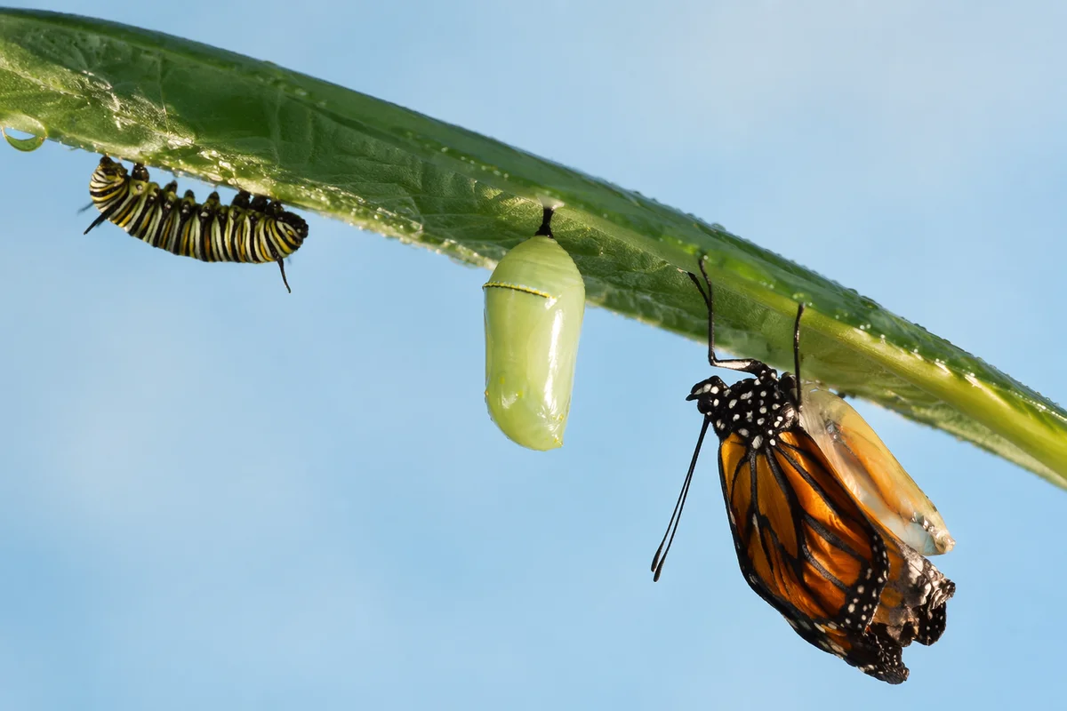 Caterpillar Chrysalis Butterfly Renewal Macro