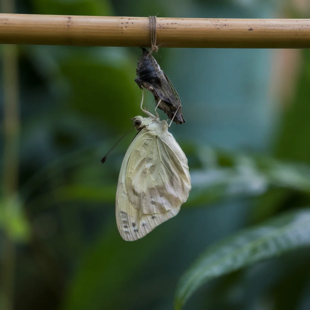 New Butterfly Emerging from Dark Chrysalis