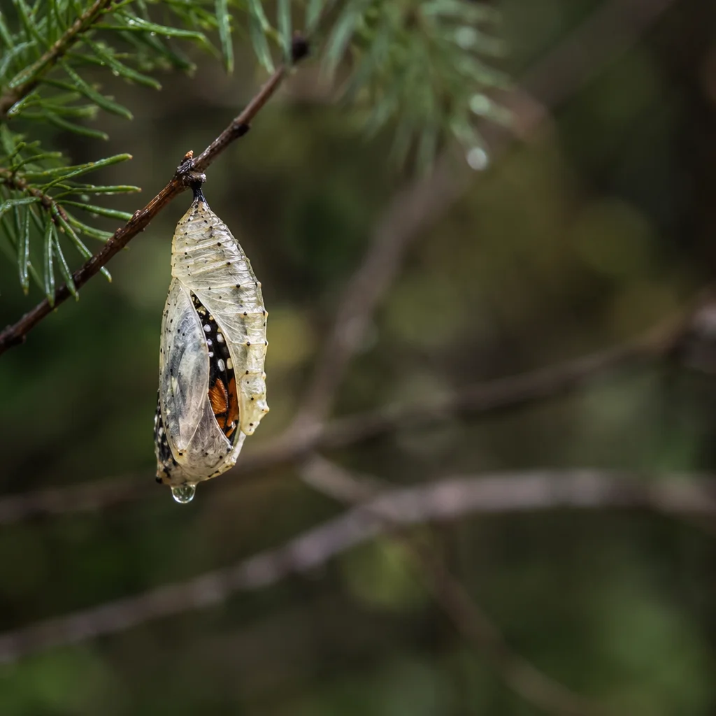 Emerging Butterfly Chrysalis in Evergreen Forest