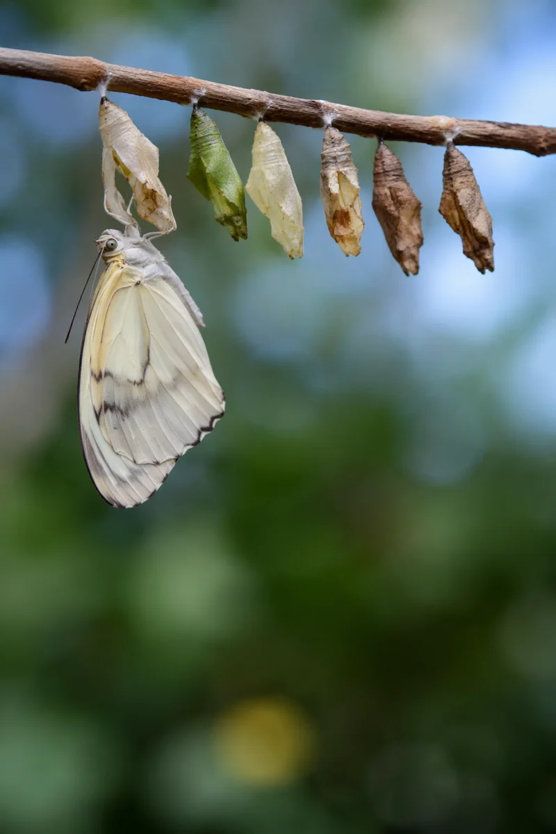 Pale Butterfly Emerging in Evergreen Garden
