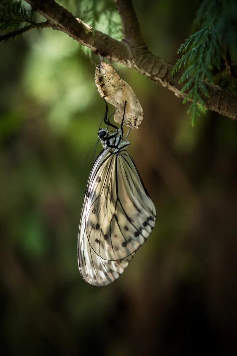 Newly Emerged Butterfly in Evergreen Garden