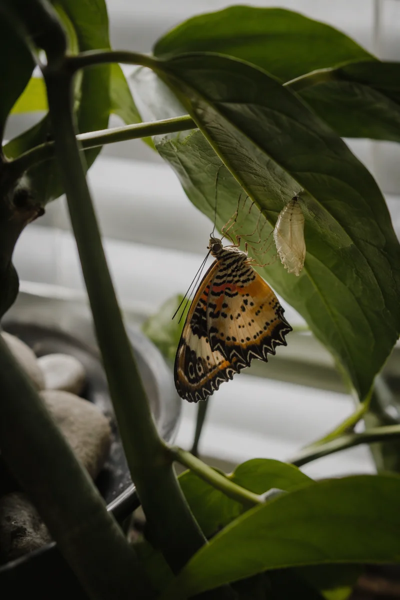 Newly Emerged Butterfly Beneath Evergreen Leaf