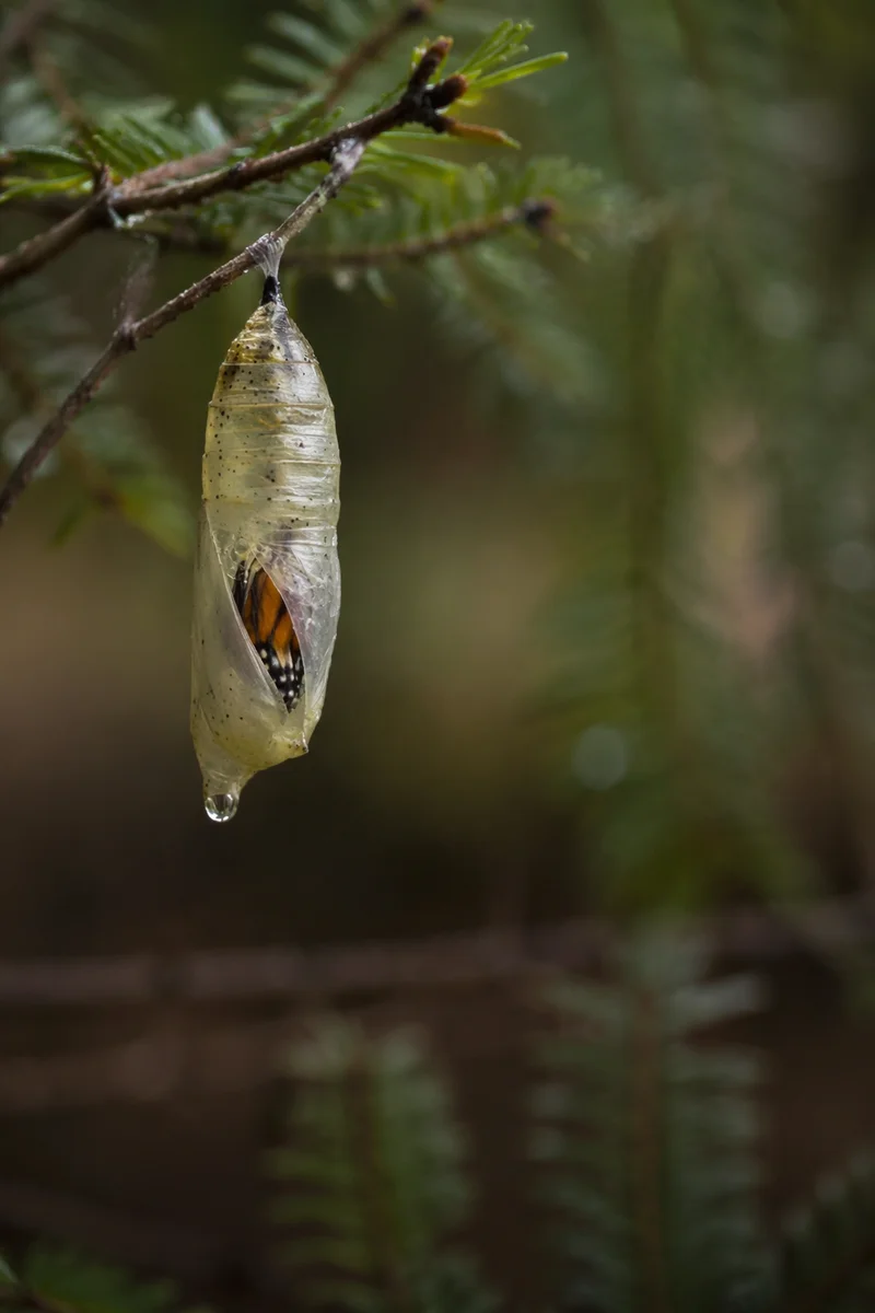 Emerging Butterfly Chrysalis in Evergreen Forest