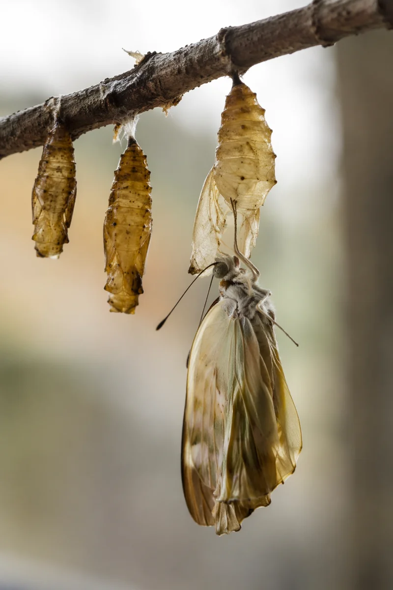 Butterfly Emerging from Evergreen Chrysalis