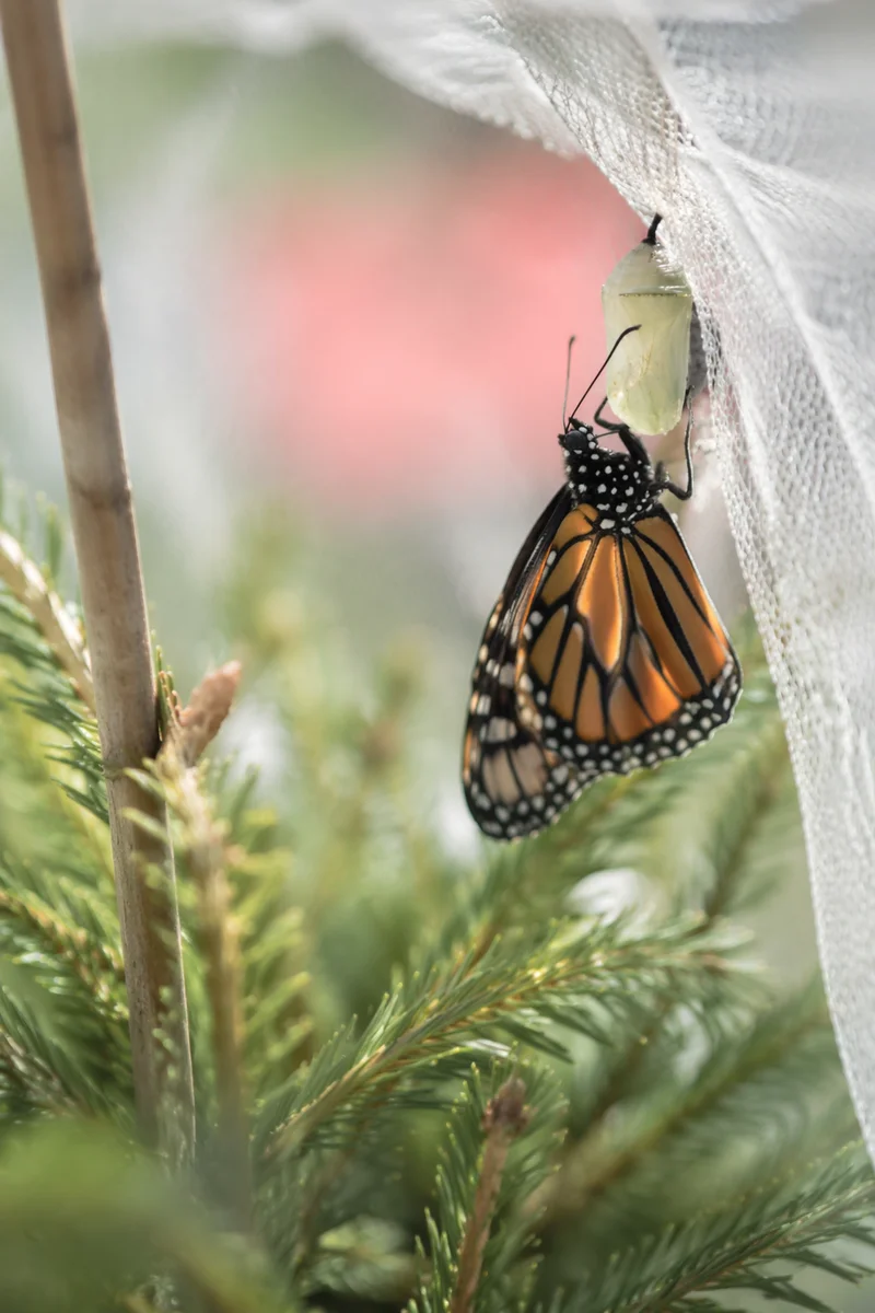 Butterfly Emerging from Chrysalis in Evergreen Light