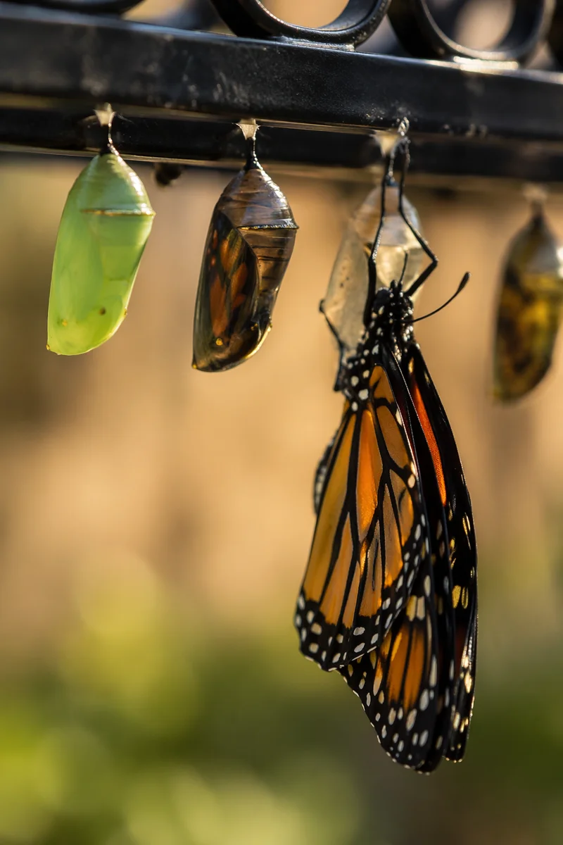 New Butterfly Emerging Beneath Garden Rail