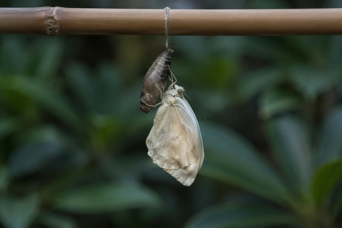 Newly Emerged Butterfly Beside Split Chrysalis