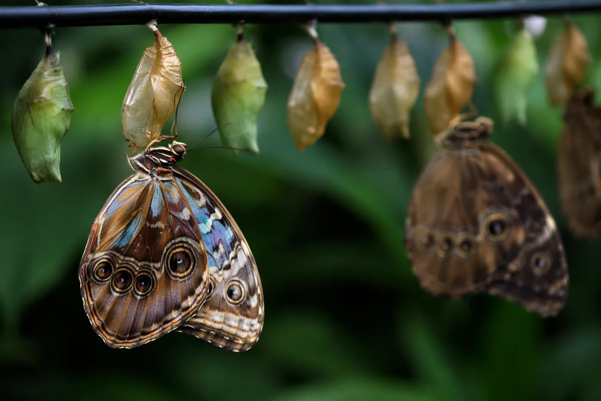 New Butterfly Emerging Beneath Golden Chrysalises