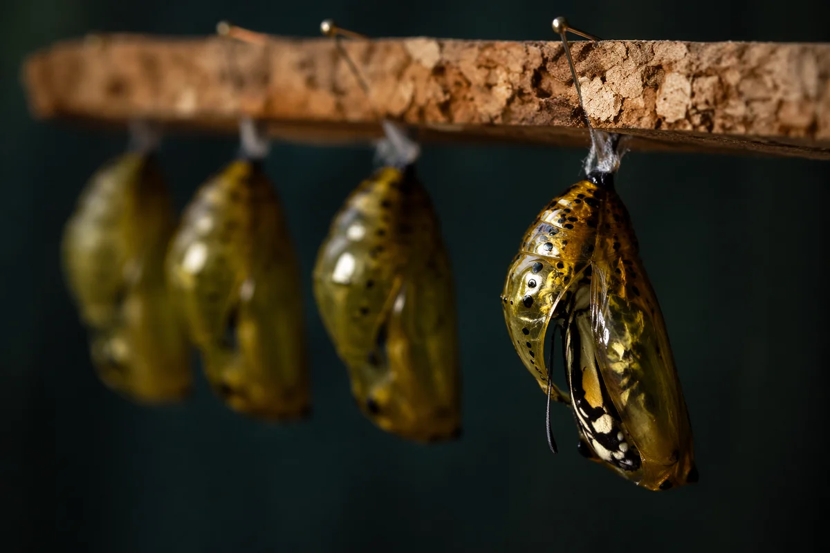 Butterfly Emerging from Evergreen Chrysalis Macro