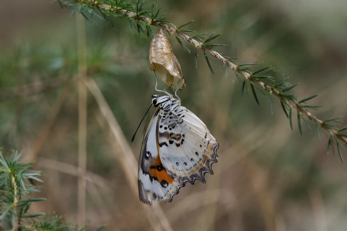 Newly Emerged Butterfly on Evergreen Twig