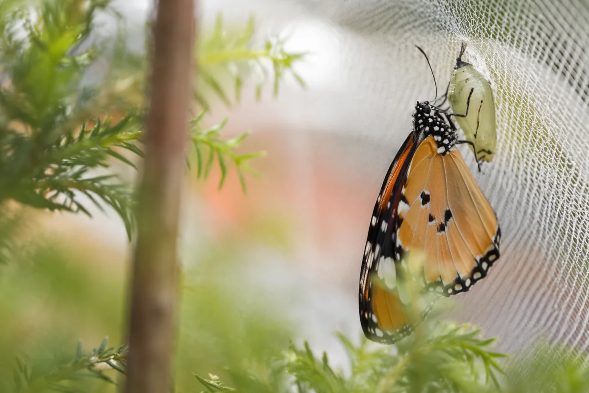 Butterfly Emerging from Chrysalis in Evergreen Light