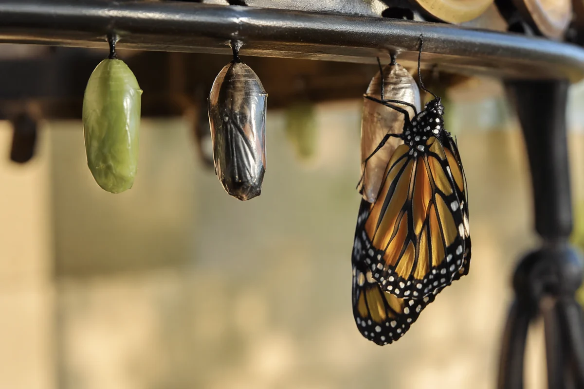 Newly Emerged Butterfly on Garden Rail