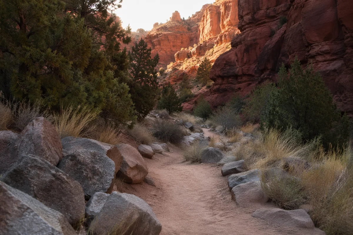 Evergreen Junipers Along Desert Canyon Path