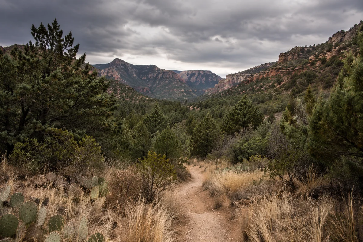 Moody Desert Canyon Path with Evergreens
