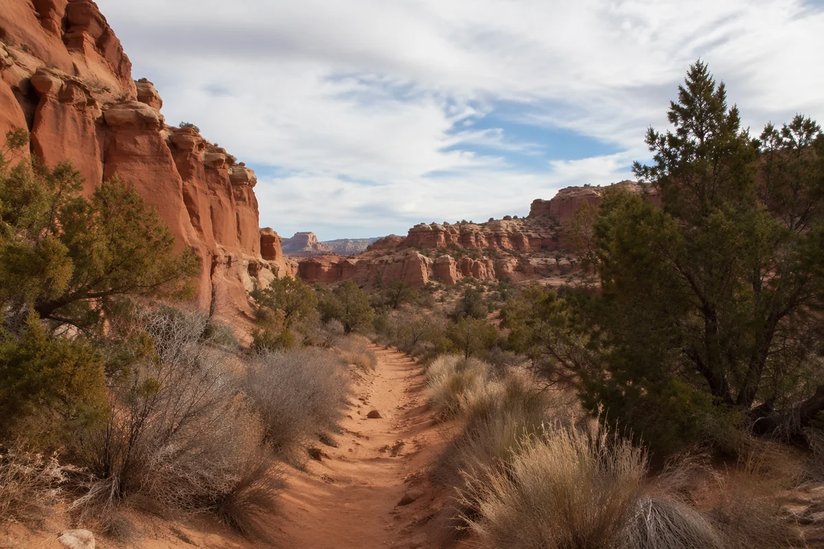 Winding Desert Canyon Path with Juniper