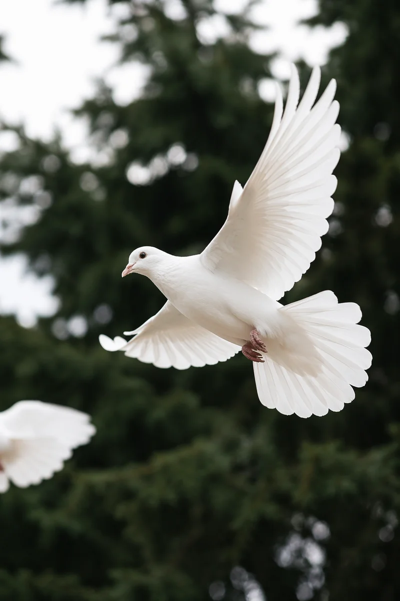 White Dove Flying Through Evergreen Sky