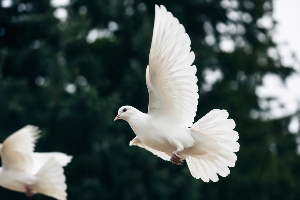 White Dove Flying Over Evergreen Sky