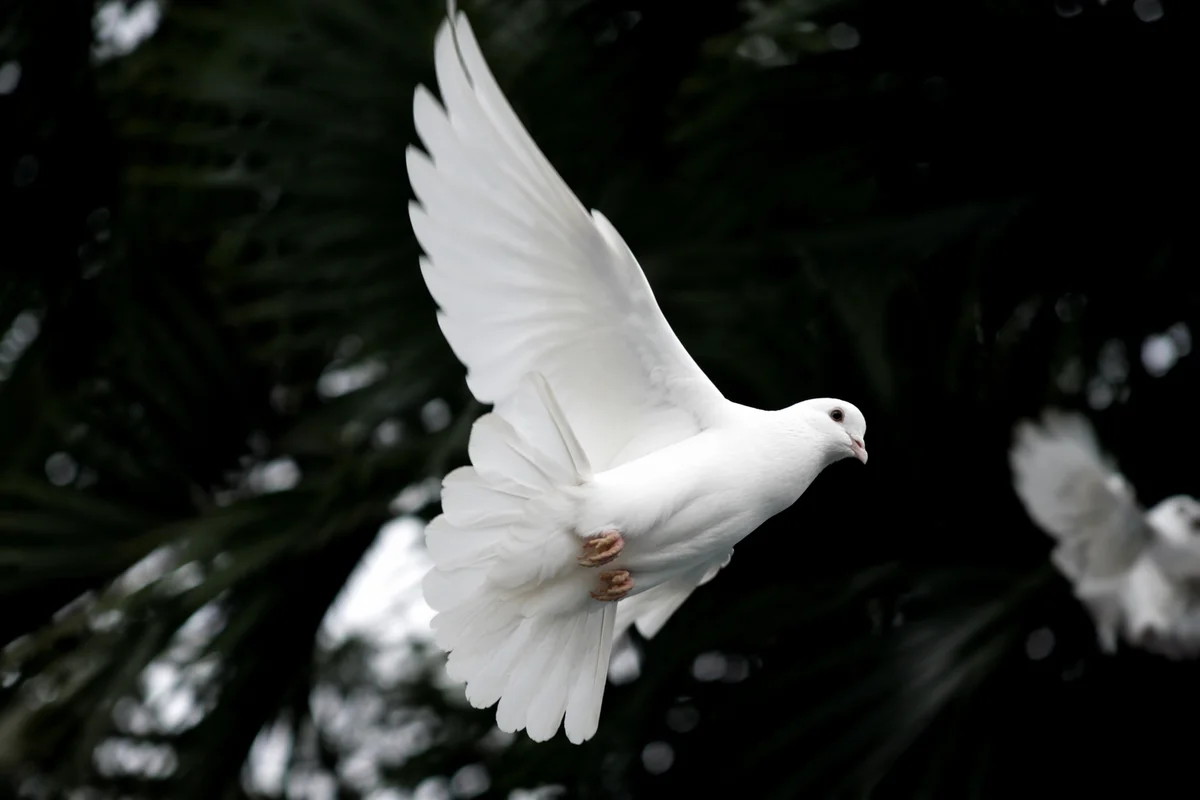 White Dove Flying Through Evergreen Light