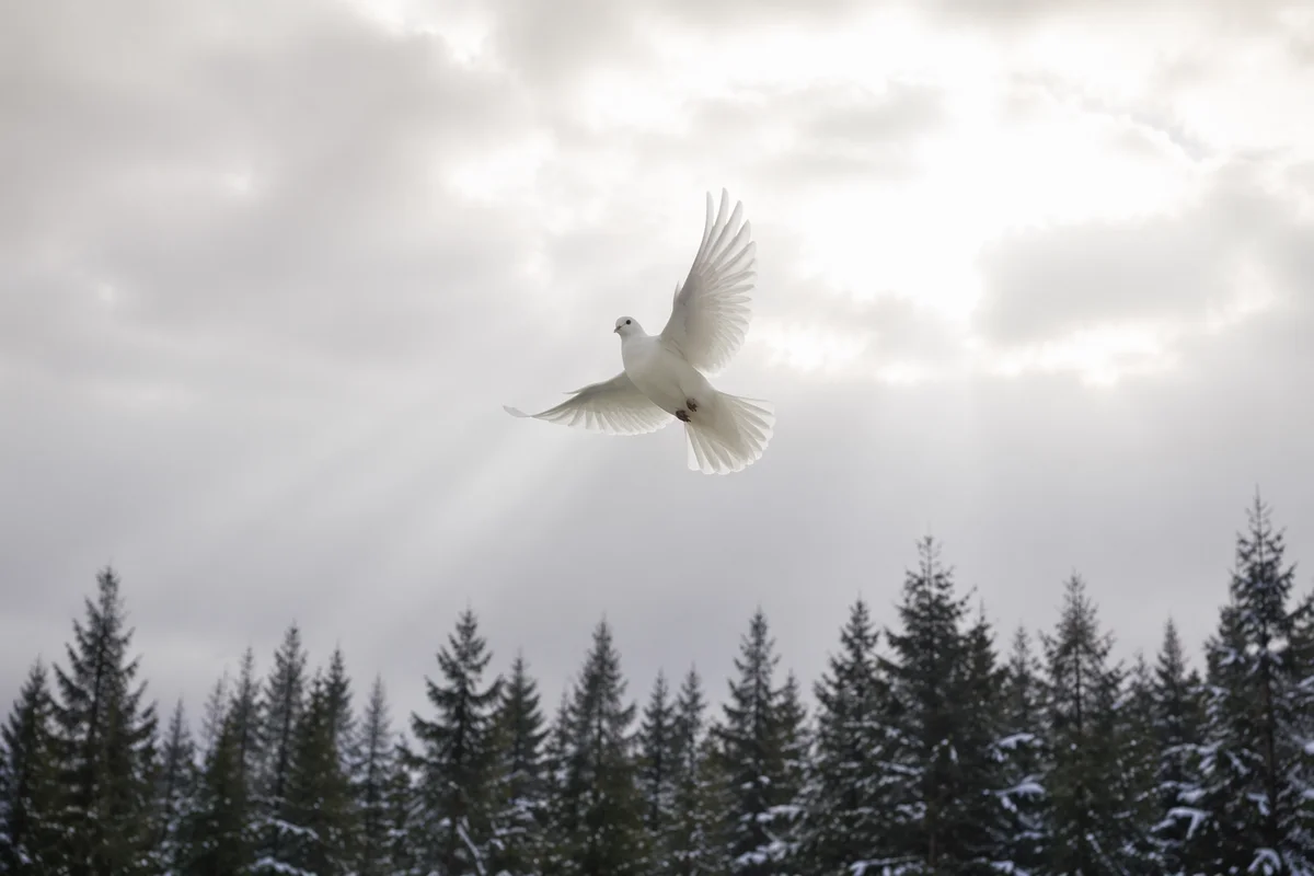 White Dove Above Evergreen Winter Forest