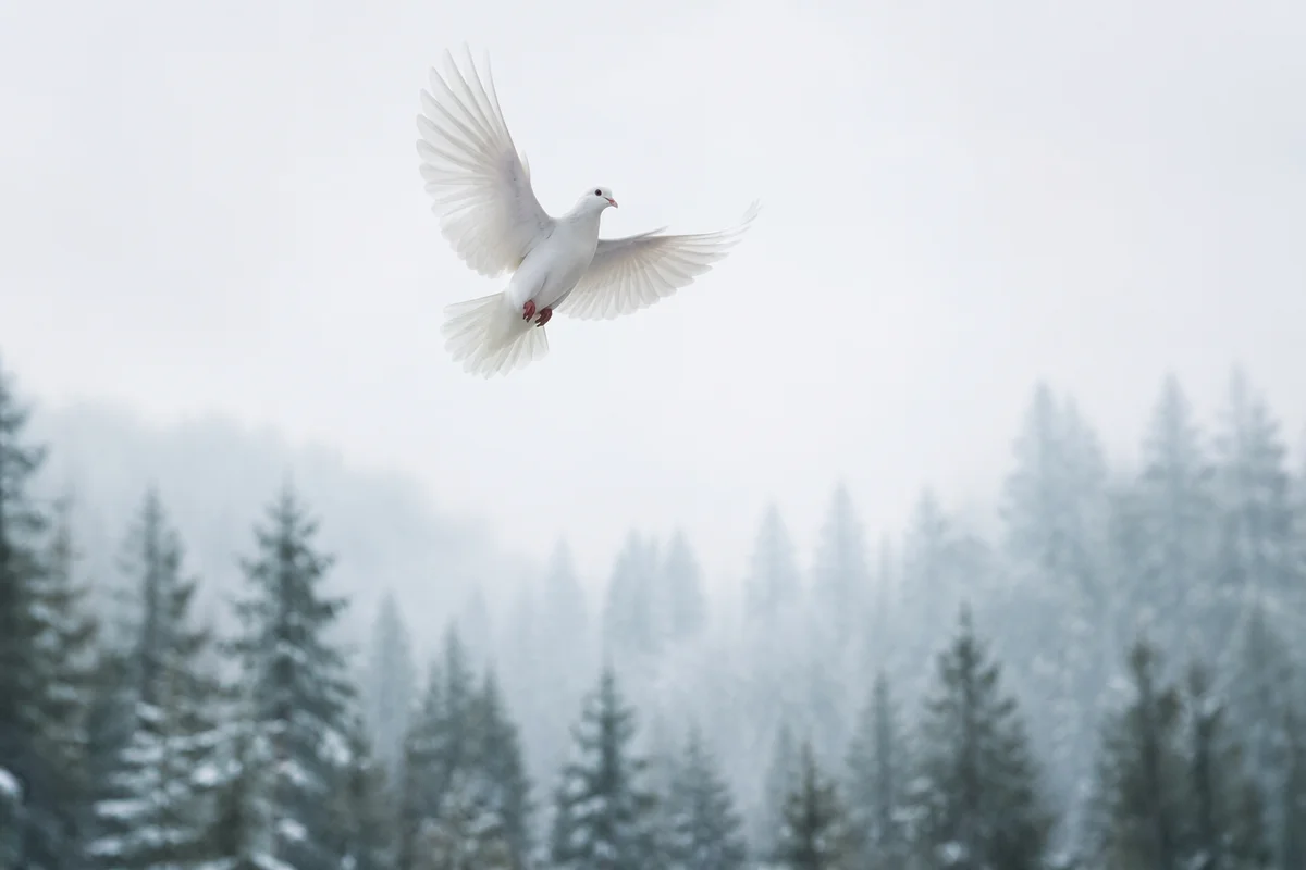 White Dove Over Misty Evergreen Forest