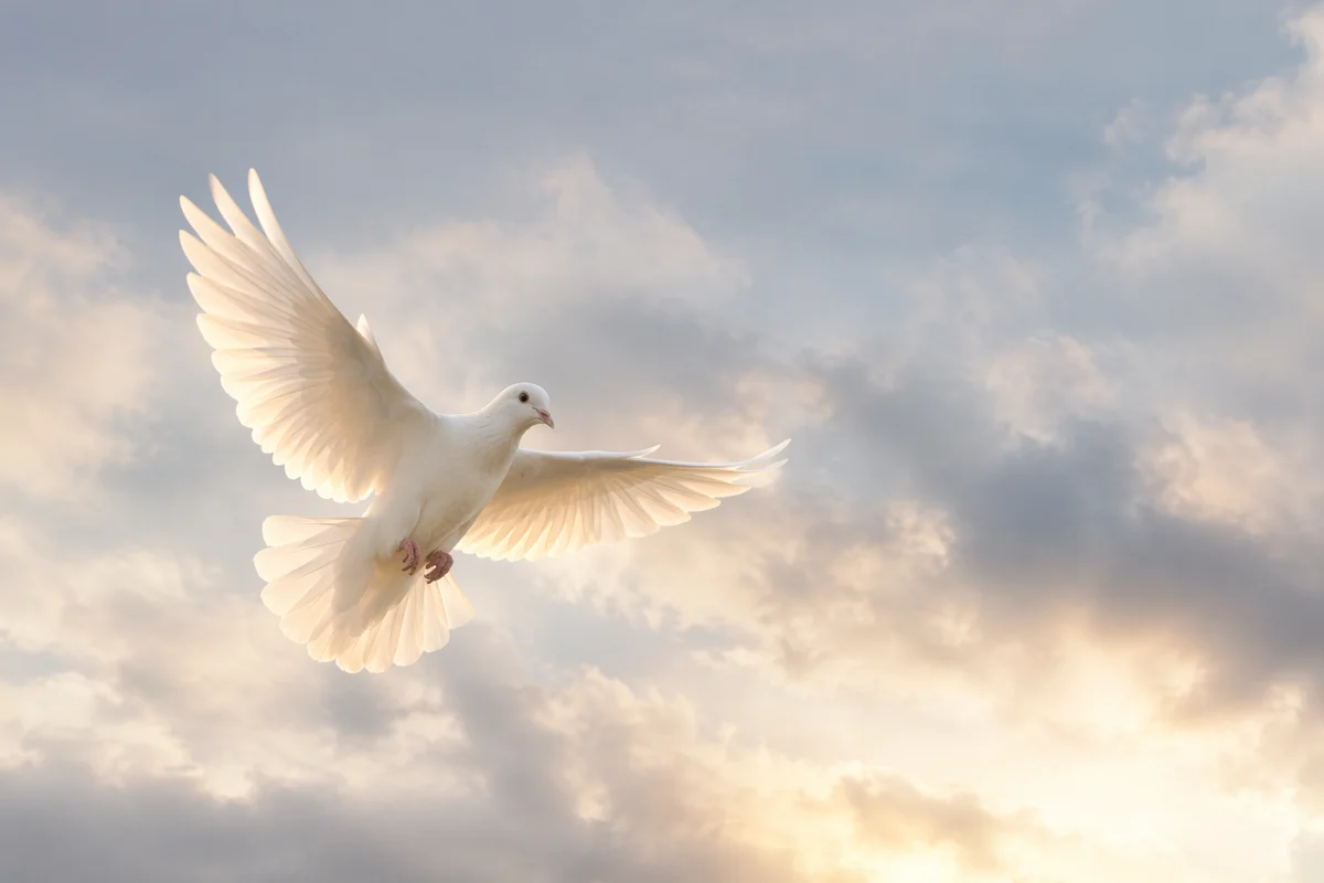 White Dove in Serene Holy Sky