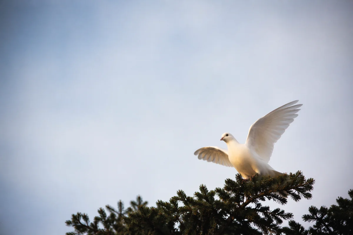 White Dove Rising Above Evergreen Branch