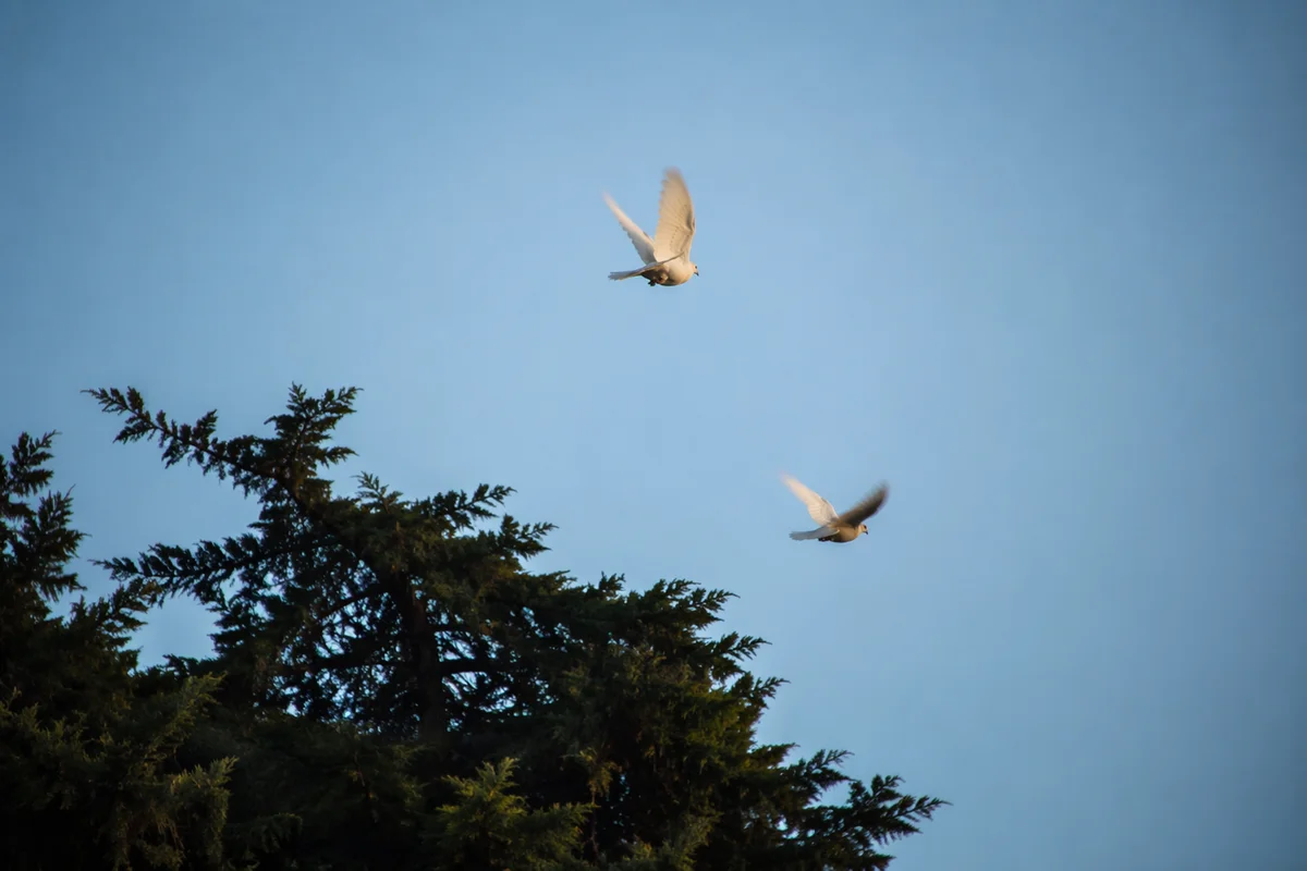 White Doves Rising Above Evergreen Sky