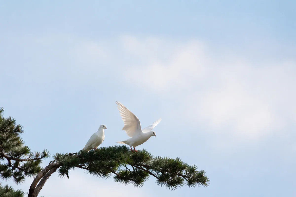 White Doves in Evergreen Morning Sky