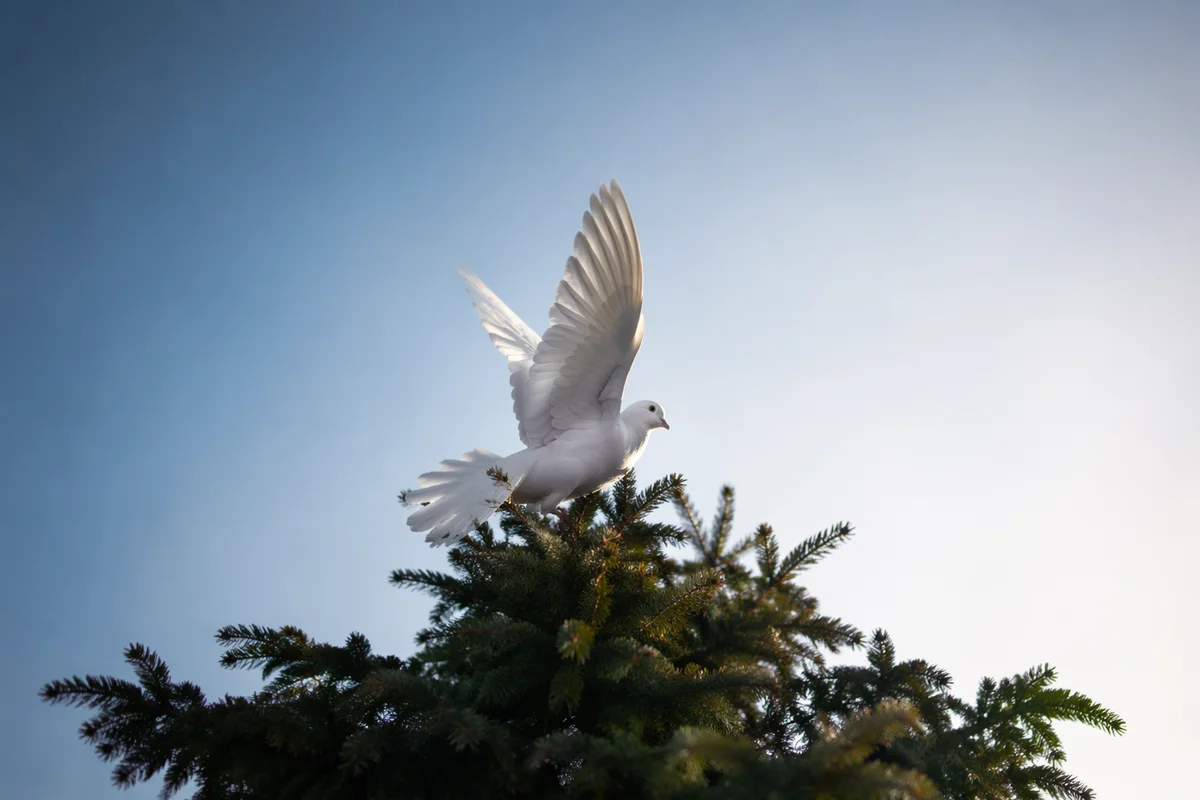 White Dove Rising Above Evergreen Tree