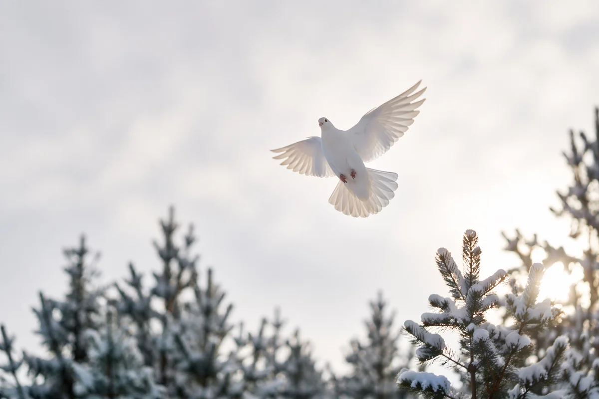 White Dove Above Snowy Evergreen Trees