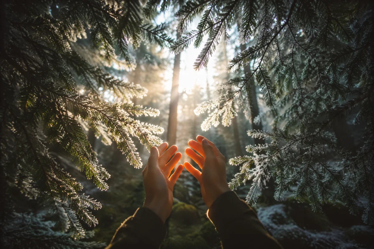 Hands Reaching Through Evergreens Toward Morning Light