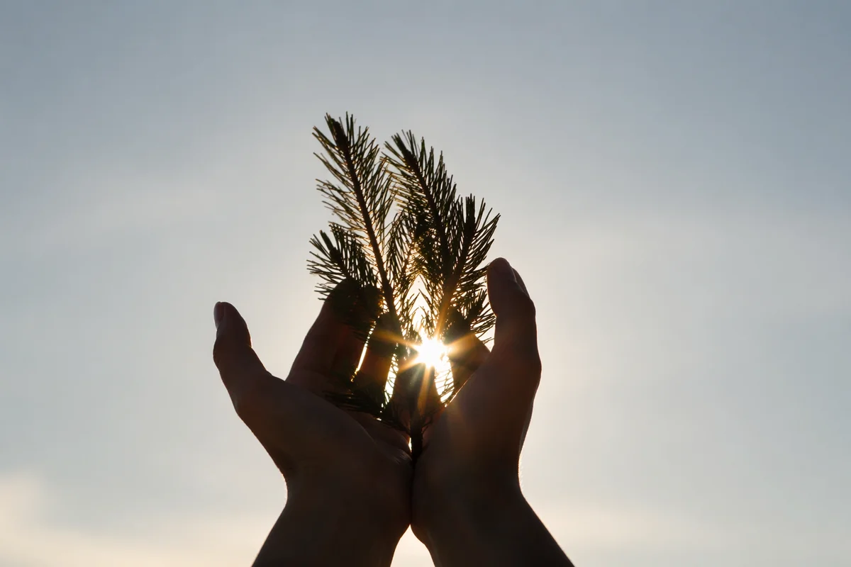 Hands Reaching Toward Winter Sunlight
