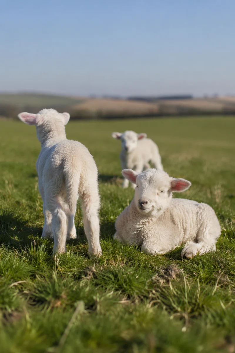 Gentle Lambs Resting in Spring Meadow